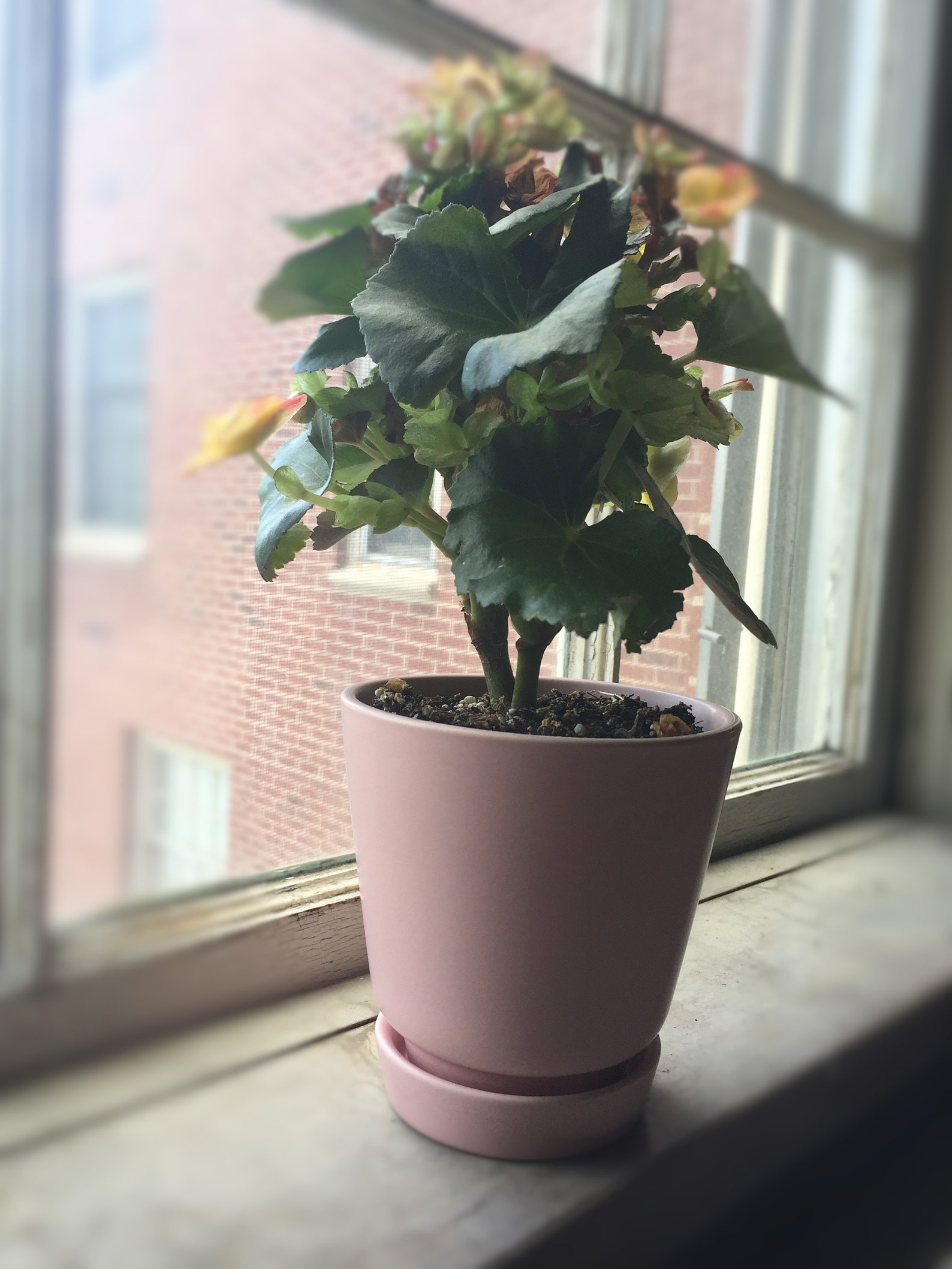 Classical 4 Ceramic Saucer Indoor Plant Pot Etsy