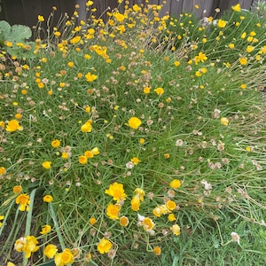 May include: A vibrant patch of yellow wildflowers in full bloom, set against a backdrop of green grass and a weathered wooden fence. The flowers have delicate petals and are interspersed with green foliage.