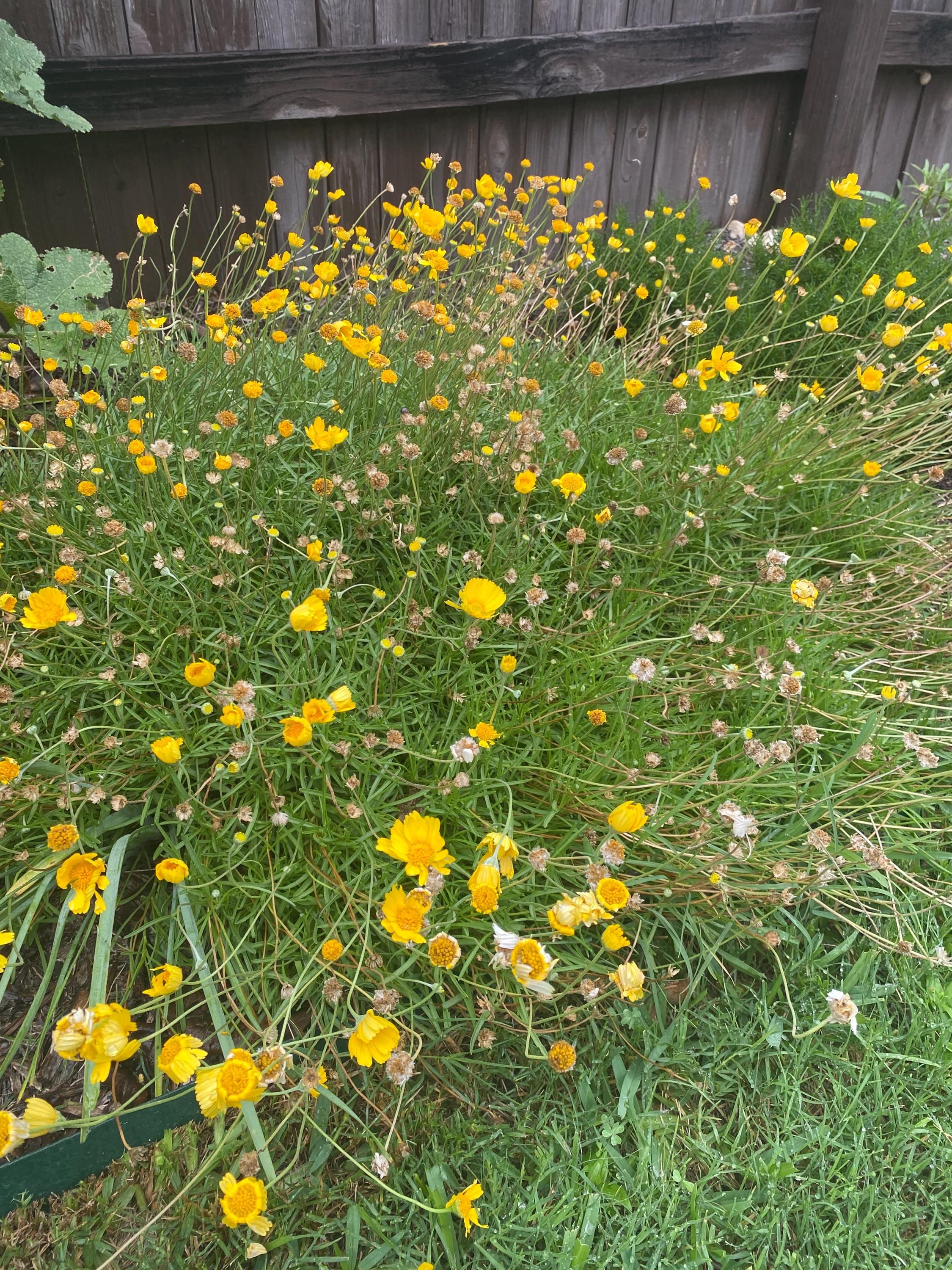 ※Daisy Daisy Seed Collection – SurvivalGardenSeeds