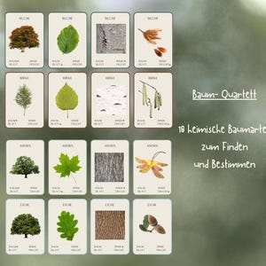 Baum Quartett/ Lernkarten/ Naturbeobachtung