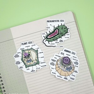 May include: Three illustrated diagrams of plant, animal, and prokaryotic cells. Each diagram is labeled with the names of the different organelles and structures found within each cell type. The diagrams are drawn in a cartoon style with bright colors.