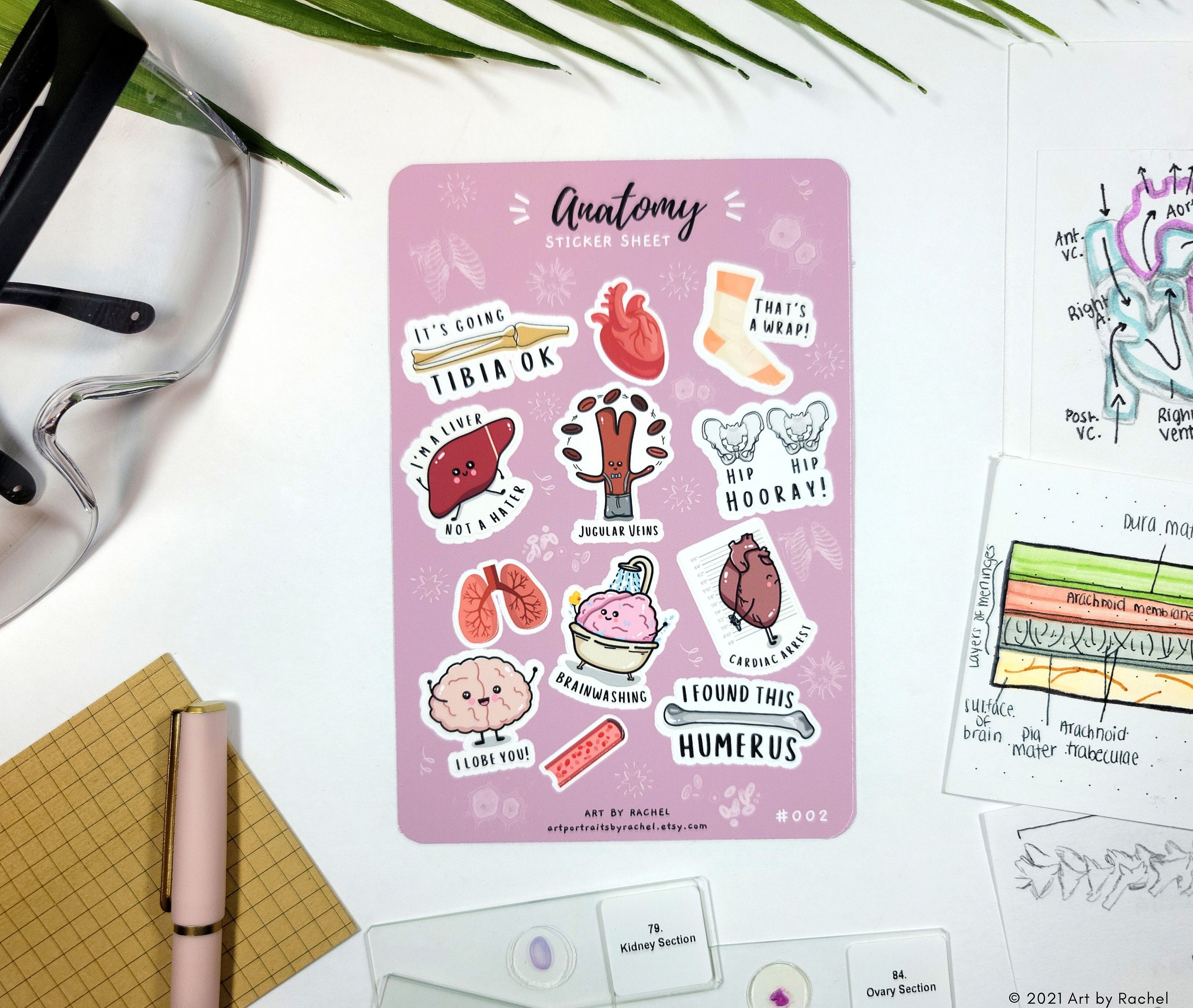 Pre Med Sticker Anatomy Sticker Sheet | Medicine, Pre-med, Science | Bullet Journal ...