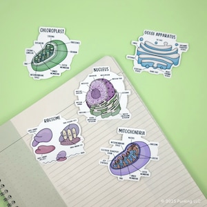 Organelos celulares / 5 pegatinas o imanes / Ciencia, premedicina, laboratorio