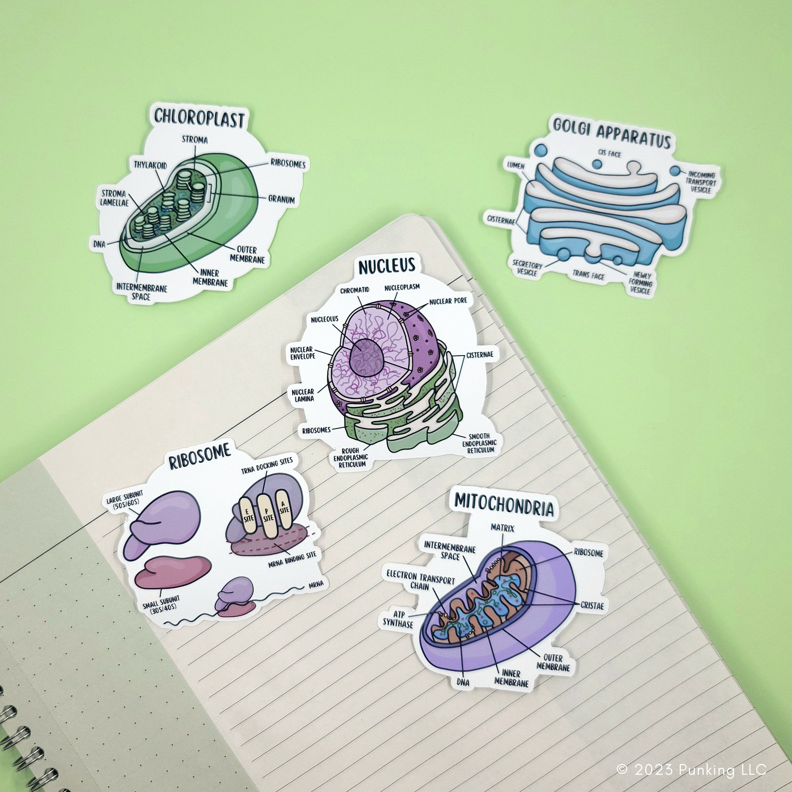 Animal Cell With Labeled Anatomic Structure Parts Diagram Outline Concept  Royalty Free SVG, Cliparts, Vectors, and Stock Illustration. Image  170422950., image size:3000x3000