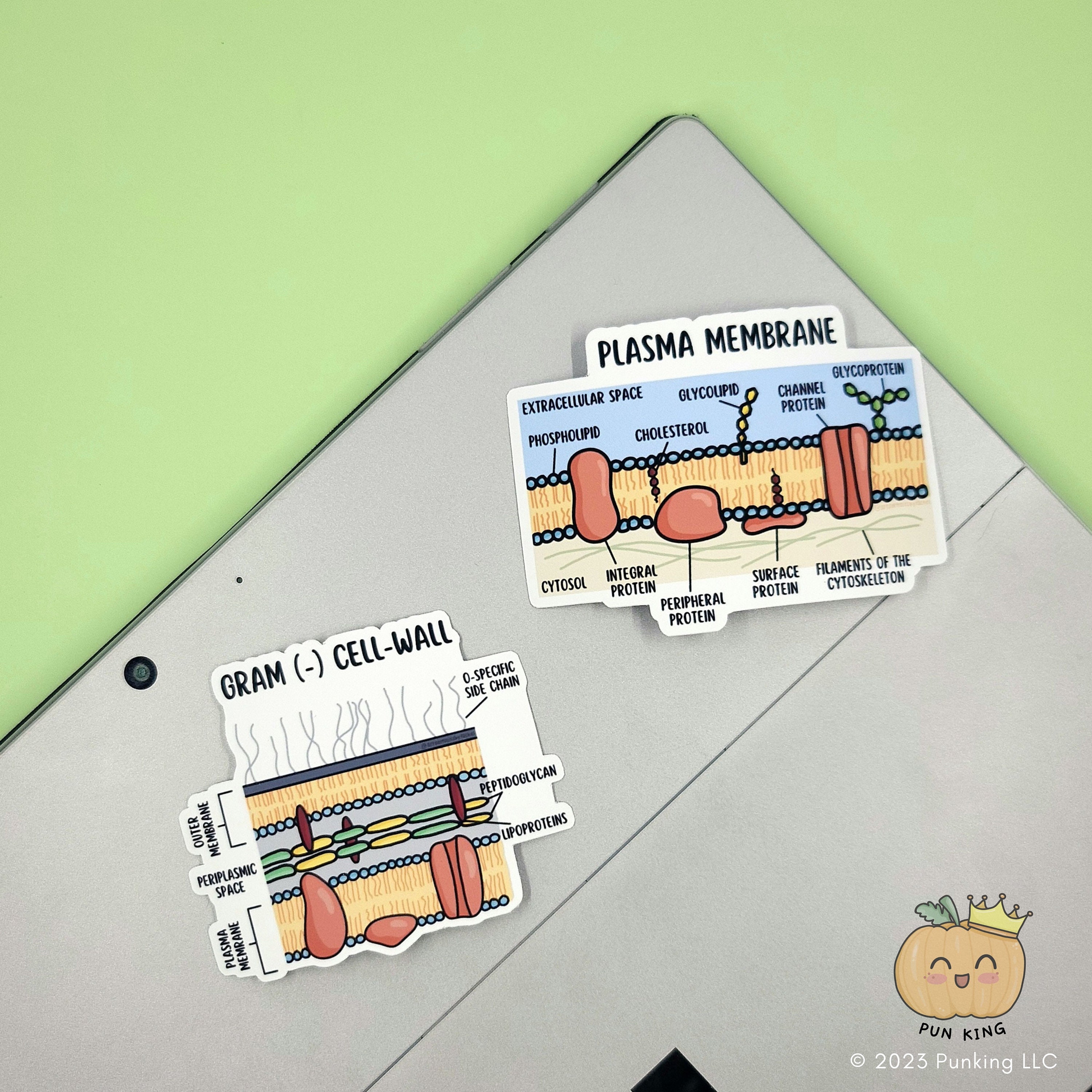 Cell Structure | 5 Stickers or Magnets | Science, Pre-med, Lab - Etsy