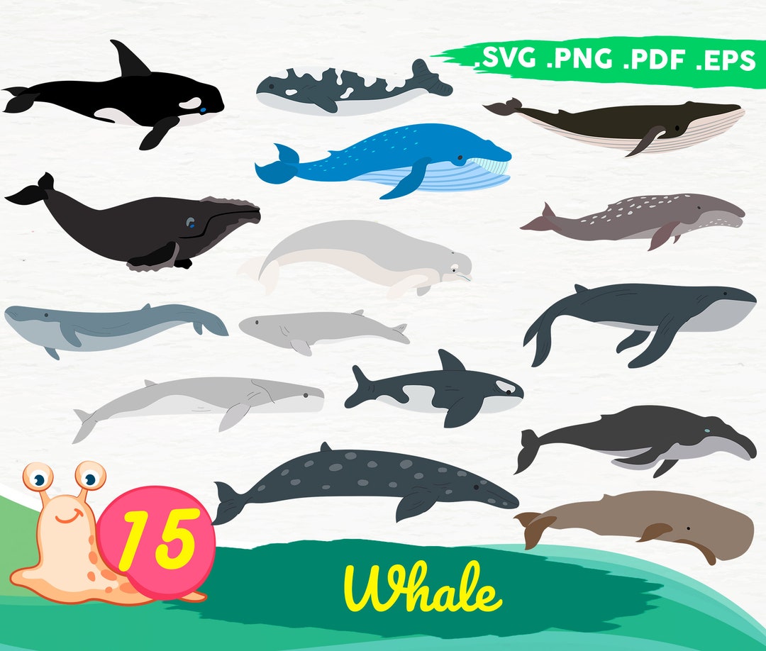 Whale Rib Vector Whale Bundle Svg ,whale Svg, Whale Clipart,ocean Svg , Whale Vector ...