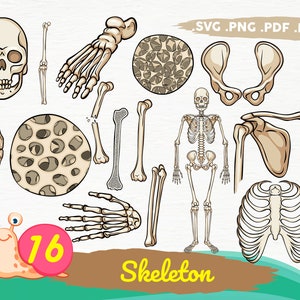 SKELETON PARTS SVG, Skeleton svg, Skeleton parts png,Halloween svg,Cricut Cut Files,Skeleton Cut Files,Skeleton Bones Clipart svg,print file