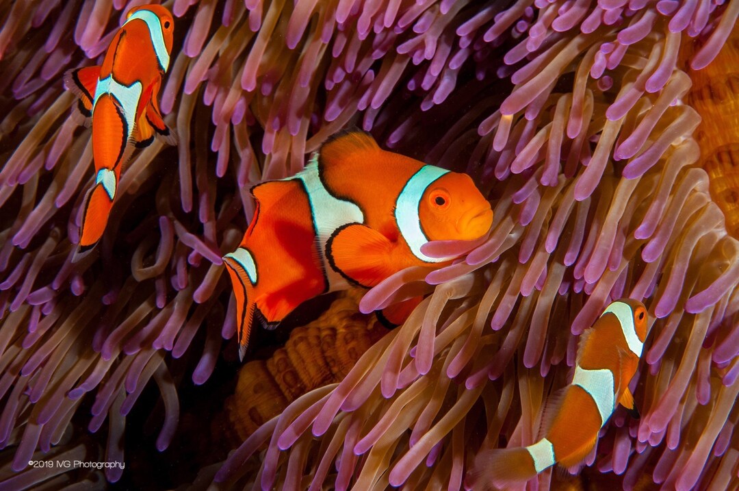 Nemo Style Finding Nemo? - Underwater Photograph - Metal Print - Etsy Canada