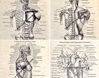 Pencil Anatomy Art Etsy