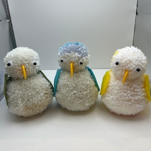 Pom Pom Quaker Parrot/Monk Parakeet