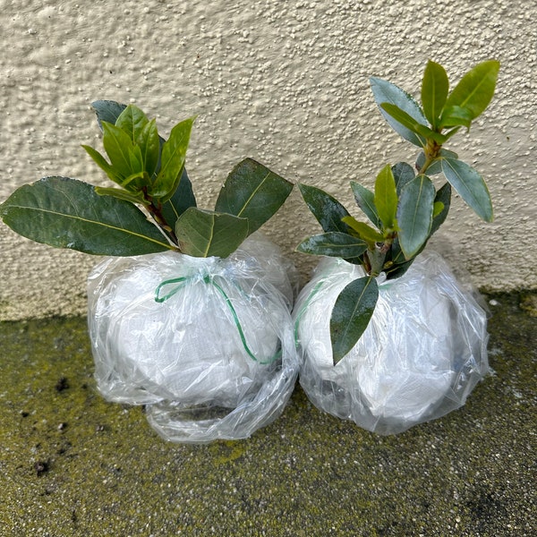 Bay Leaf Rooted Cuttings