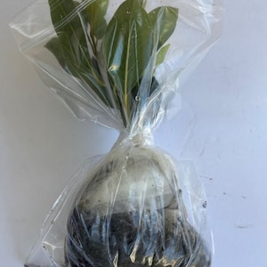 Sweet Bay Leaf, Laurel or Laurus Nobilis