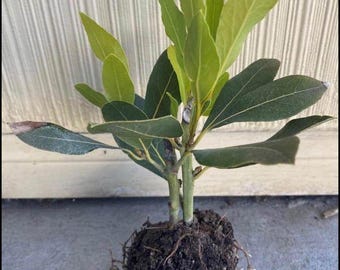 Sweet Bay Leaf, Laurel or Laurus Nobilis