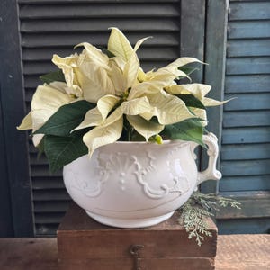 May include: A white poinsettia plant with creamy white bracts and dark green leaves in a white, ornate ceramic planter. The planter has a handle and decorative relief patterns. The arrangement sits on a wooden box against a backdrop of blue shutters.