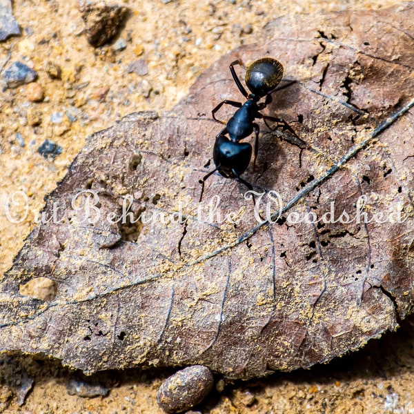 Ant on Leaf High Quality Image Download