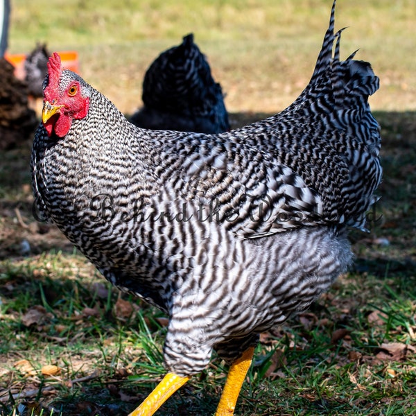 Barred Rock Rooster High Quality Image Download