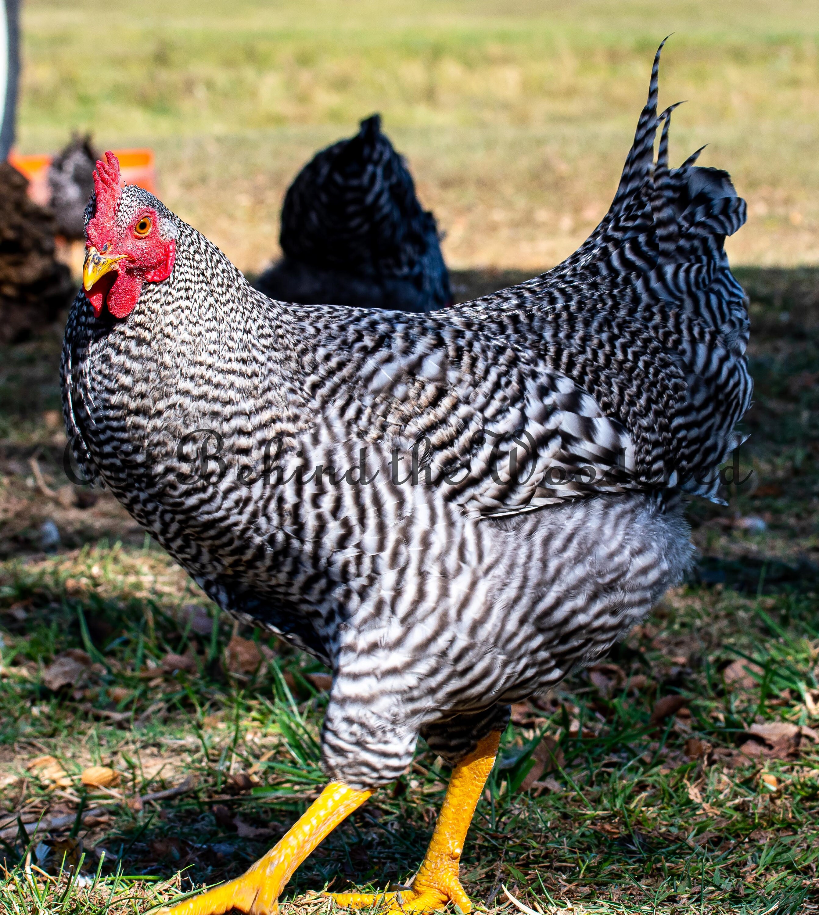 Barred Rock Rooster Etsy