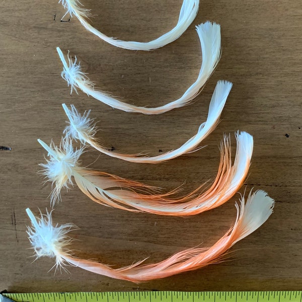 Beautiful Moluccan Cockatoo orange crest feathers