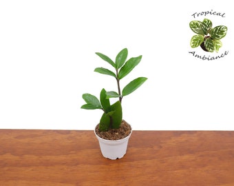 plants mania　THE SIDE UP BOX ZZ Plant -2.5