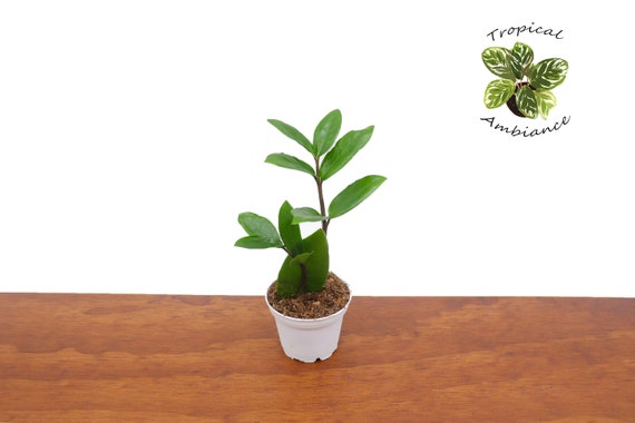 ZZ Plant -2.5" From Tropical Ambiance - Etsy