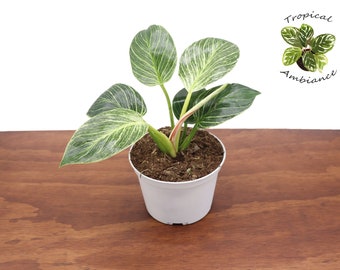 Philodendron Birkin Variegated -6" from Tropical Ambiance