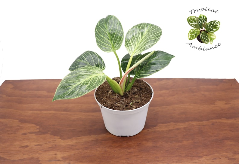 Philodendron Birkin Variegated - Thumbnail 2