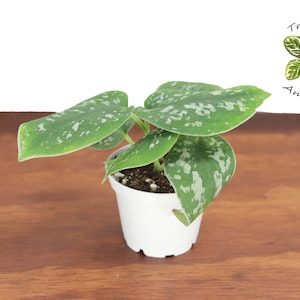 May include: A small potted plant with green leaves with white speckles. The plant is in a white plastic pot. The pot has drainage holes. The plant is on a wooden surface. The text "Tropical Ambiance" is in the upper right corner of the image.
