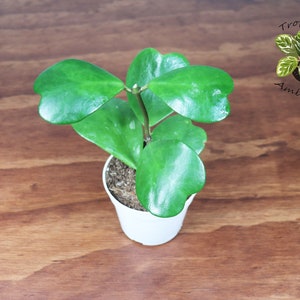 Hoya Kerrii Long Stem -4&#39;&#39; Tropical Ambiance