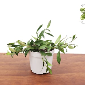 Hoya carnosa (soft leaf wax plant) 4 &#39;&#39; from Tropical Ambiance
