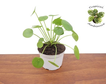 Chinese Money Plant - 6'' from Tropical Ambiance