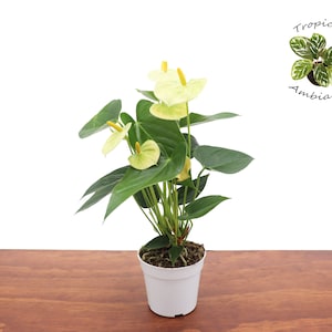 Vanilla Anthurium  - 4" from Tropical Ambiance