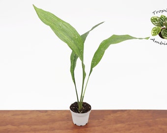 Milky Way Aspidistra Elatior- 2'' from Tropical Ambiance