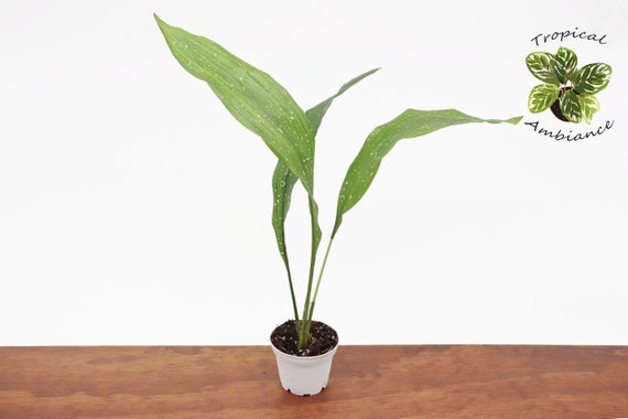 Milky Way Aspidistra Elatior- 2'' From Tropical Ambiance - Etsy