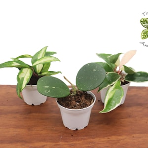 Assorted Hoya Combo - 3&#39;&#39; from Tropical Ambiance