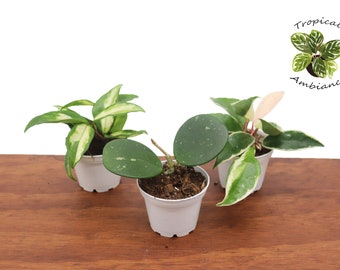 Assorted Hoya Combo - 3'' Cherry-picked, grower's choice from Tropical Ambiance