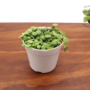 String of Turtles - 4&#39;&#39; from Tropical Ambiance