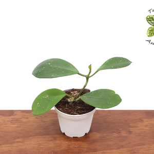 Hoya Obovata - 2&#39;&#39; from Tropical Ambiance