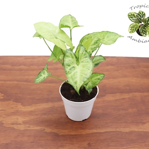 Syngonium White Butterfly - 4&#39;&#39; from Tropical Ambiance
