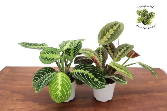 Maranta Combo 4 From Tropical Ambiance - Etsy