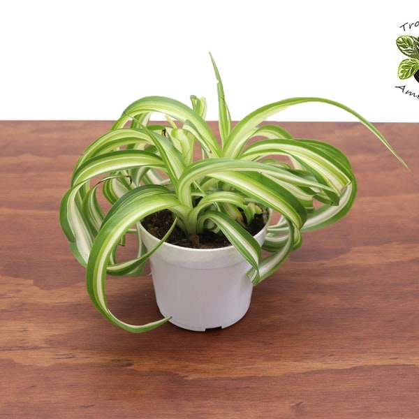 Bonnie Curly Spider Plant - 4'' Tropical Ambiance