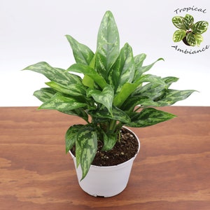 Chinese Evergreen - 6" from Tropical Ambiance