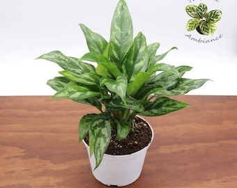 Chinese Evergreen - 6" from Tropical Ambiance