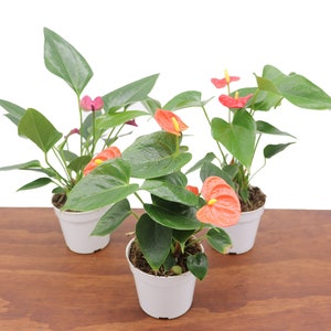 Anthurium Shibori - Etsy