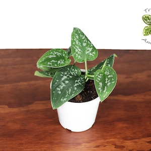 May include: A small potted plant with silver-green leaves. The plant is in a white pot and is sitting on a wooden surface. The text "Tropical Ambiance" is written in black above the plant.