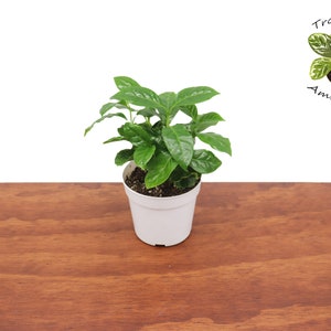 Arabica Coffee Plant -4 &#39;&#39; from Tropical Ambiance