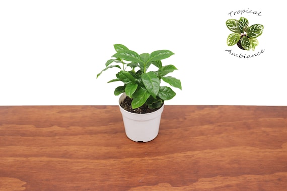 Arabica Coffee Plant -4 '' from Tropical Ambiance