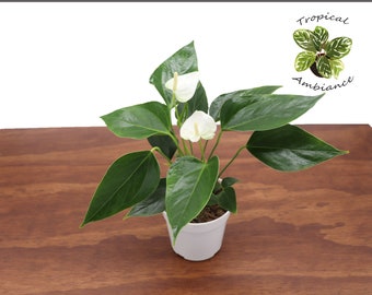 Rare Anthurium Scandens Plant ~ White Pearl - Etsy