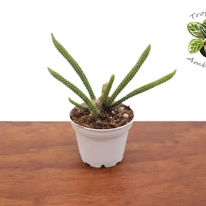 May include: A small green cactus plant with long, thin stems growing in a white pot. The plant is sitting on a wooden surface.