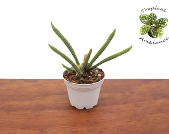 Rat Tail Succulent - 2" from  Tropical Ambiance