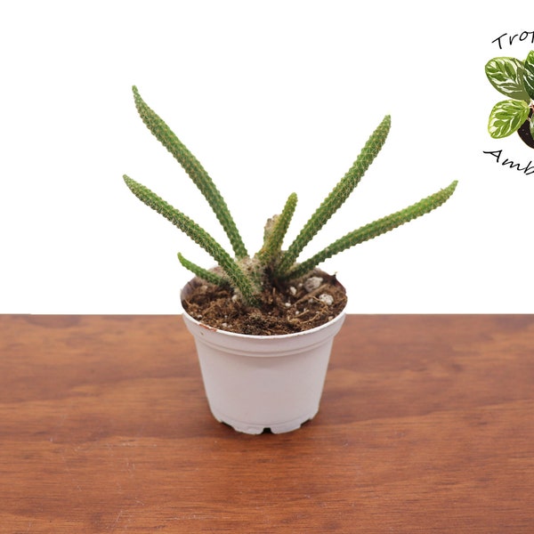 Rat Tail Succulent - 2" from  Tropical Ambiance